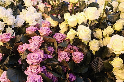 Минский парниково-тепличный комбинат к 8 Марта вырастит более 200 тыс. тюльпанов и около 60 тыс. роз