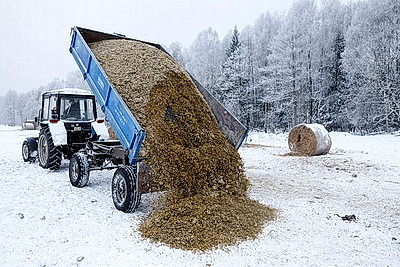 Зубры далеко не отходят, в лесу стоят и ждут. Как подкармливают животных зимой?
