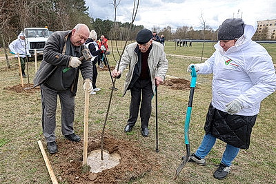 Аллею из 50 молодых лип высадили активисты-общественники в Гродно