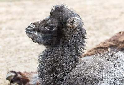 Впервые в Витебском зоопарке родился верблюжонок