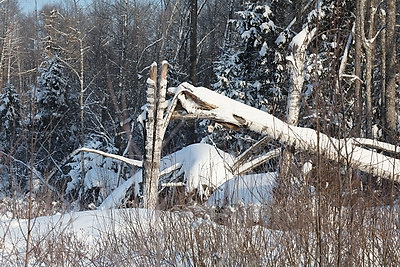 При разработке труднодоступных лесосек планируют заготовить около 600 тыс. куб.м древесины