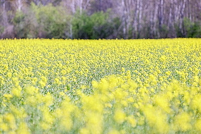 Рапс зацвел на юге Брестской области