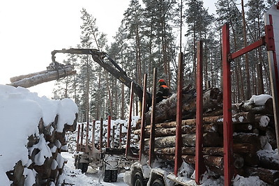 При разработке труднодоступных лесосек планируют заготовить около 600 тыс. куб.м древесины