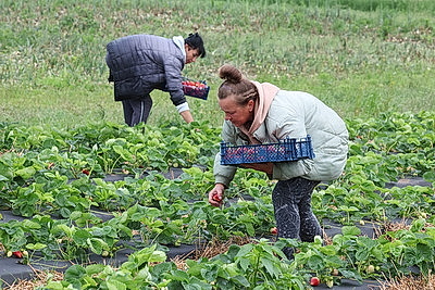 В Беларуси сезон сбора урожая клубники