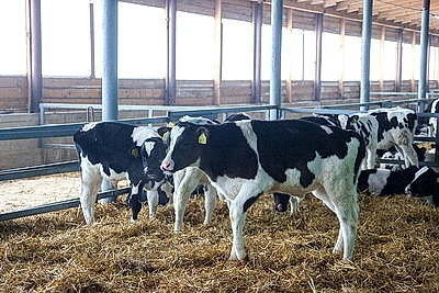 Как содержат телят в МТК \"Лошница\"? Хозяйство проверил премьер-министр