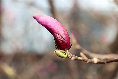 В Бресте распустилась магнолия