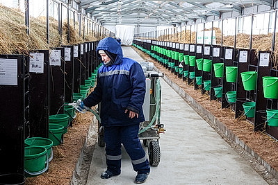 Условия региона, соблюдение технологий. Минсельхозпрод о подходах при строительстве профилакториев для телят