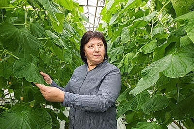 Мартовское путешествие в лето. Как в теплицах Гродненской овощной фабрики растят богатый урожай