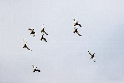 ФОТОХРОНИКА начинает новый информационный день