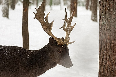 Зимний день в Березинском биосферном заповеднике