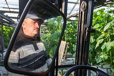 Мартовское путешествие в лето. Как в теплицах Гродненской овощной фабрики растят богатый урожай