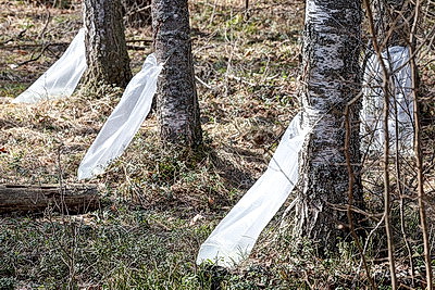 На квас и витаминные напитки. В Витебской области идет заготовка березового сока