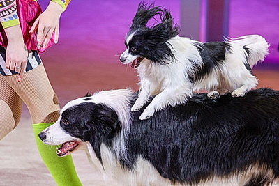 Праздничное представление для детей из пострадавших от аварии на ЧАЭС районов прошло в Белгосцирке