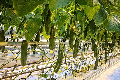 Кировский район начал сбор первого в этом году урожая ароматных тепличных огурцов