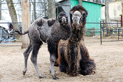 Впервые в Витебском зоопарке родился верблюжонок