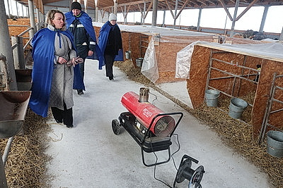 В тепле и с дополнительными порциями молока: как в Могилевской области содержат телят в морозы
