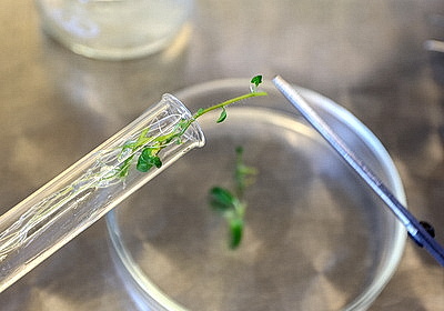 Новые сорта картофеля выращивают в Витебском зональном институте сельского хозяйства