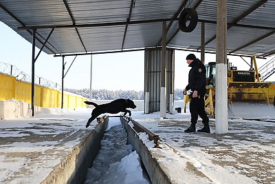 Глухая чаща и бетонные завалы: секреты службы белорусского лабрадора Дарка - претендента на \"Лохматый Оскар\"