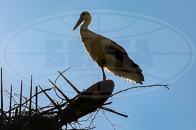 ФОТОХРОНИКА начинает новый информационный день