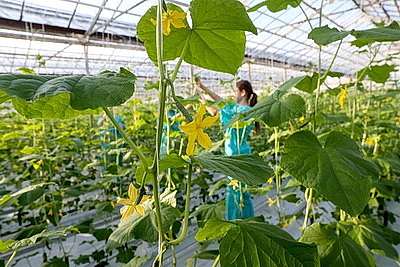 Первые огурцы нового урожая собрали овощеводы тепличного хозяйства \"Брилево\"