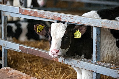 Как содержат телят в МТК \"Лошница\"? Хозяйство проверил премьер-министр