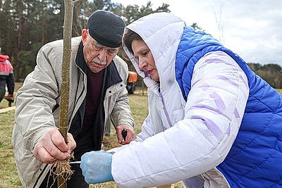 Аллею из 50 молодых лип высадили активисты-общественники в Гродно