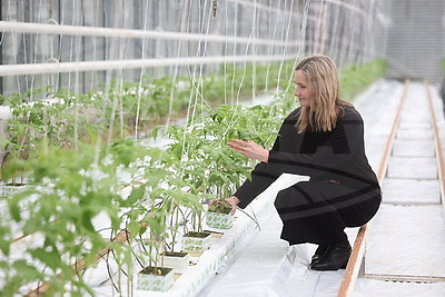 На Гродненской овощной фабрике ухаживают за рассадой, готовят ее к высадке