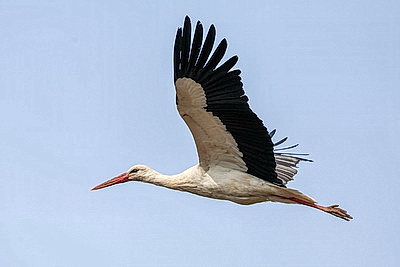 ФОТОХРОНИКА начинает новый информационный день