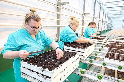 Круглый год в магазинах! Как выращивают овощи в тепличном хозяйстве \"ДОРОРС\"