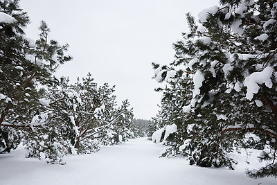 \"Шишки на вес золота\". Как в Белыничском лесхозе заботятся о будущем леса