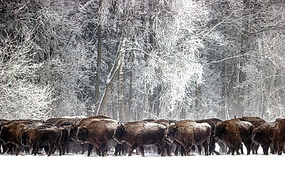 Зубры далеко не отходят, в лесу стоят и ждут. Как подкармливают животных зимой?