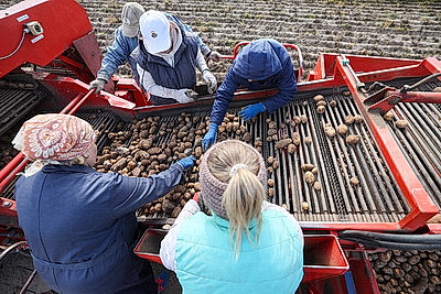 \"Урожайность радует\". Как в Берестовицком районе убирают картофель