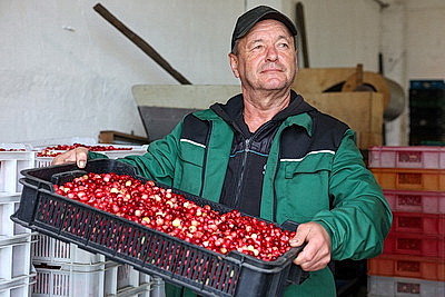 Сбор урожая клюквы в Беларуси