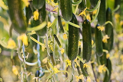 Кировский район начал сбор первого в этом году урожая ароматных тепличных огурцов