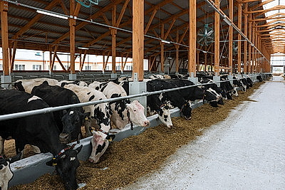 Лукашенко совершил рабочую поездку в Петриковский район