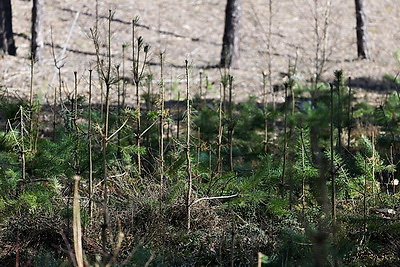 Что делают в Минской области для снижения количества ДТП с дикими животными