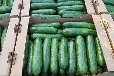 Первые огурцы нового урожая собрали овощеводы тепличного хозяйства \"Брилево\"