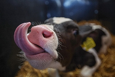 Лукашенко ознакомился с развитием мясного скотоводства и молочной отрасли