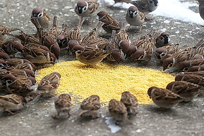 ФОТОХРОНИКА начинает новый информационный день