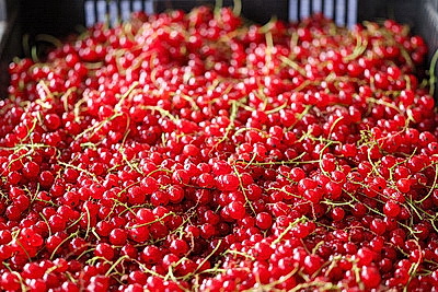 Cезон заготовок: Белкоопсоюз принимает продукцию у населения