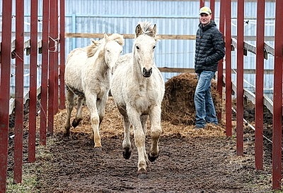 Супруги из Гомельского района разводят лошадей породы белорусская упряжная