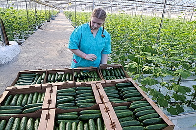 Первые огурцы нового урожая собрали овощеводы тепличного хозяйства \"Брилево\"