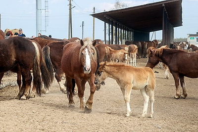 40 лет со дня аварии на ЧАЭС. Журналисты в рамках пресс-тура посетили Хойникский район