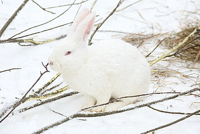Зимний день в Березинском биосферном заповеднике