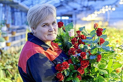 Первые тысячи роз и тюльпанов срезали в теплицах \"Витебского Зеленстроя\"