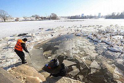 В Бресте расчищают полыньи для зимующих птиц