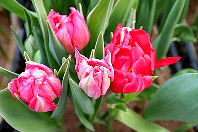 Первые тысячи роз и тюльпанов срезали в теплицах \"Витебского Зеленстроя\"