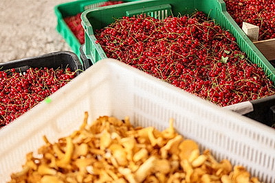 Cезон заготовок: Белкоопсоюз принимает продукцию у населения