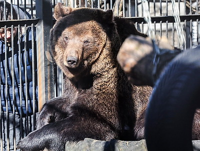 \"Чувствуют себя хорошо\". Медведицы из Витебского зоопарка вышли из зимней спячки