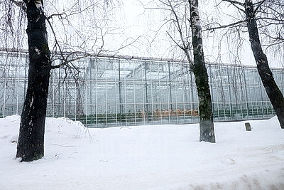 Круглый год в магазинах! Как выращивают овощи в тепличном хозяйстве \"ДОРОРС\"